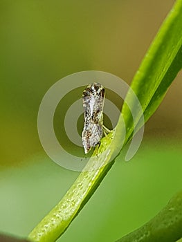 Diaphorina citri, theÂ Asian citrus psyllid, is a sap-sucking,Â hemipteranÂ bug in the familyÂ Liviidae